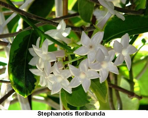 Stephanotis floribunda.jpg